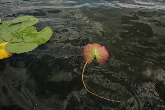 Underside of a red water lily pad on dark, rippling pond surface