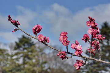 京都御苑の梅