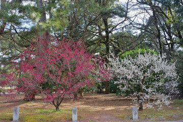 京都御苑の梅