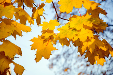Beautiful yellow autumn in the park. Alley with yellow trees. Photo taken in a park in sunny weather.