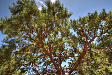 Obraz premium 京都御苑の松