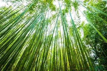 Fototapeta na wymiar Green bamboo forest uprisen view sun light in Kyoto