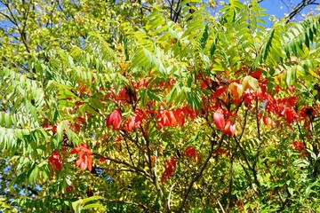 red leafs on a tree