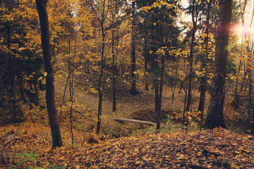 Autumn park with fallen yellow leaves and small hills