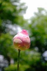 pink lotus in the garden whit bokeh