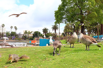 funny scene from MacArthur Park located in the Westlake neighborhood of LOS ANGELES, California