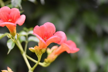 Blühende Trompetenblume (Campsis radicans)