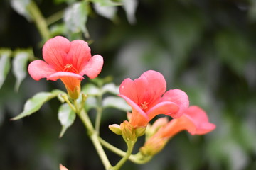 Naklejka premium Blühende Trompetenblume (Campsis radicans)