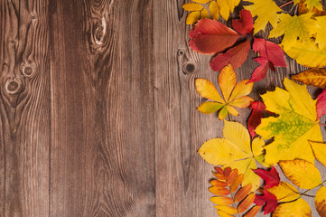 Naklejka na ściany i meble Autumn composition. Colorful leaves of maple, Rowan, chestnut, Parthenocissus on wooden background.
