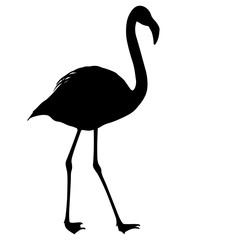 Silhouette bird flamingo on a white background