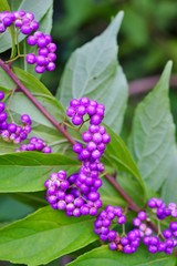Purple berries of the Beautyberry plant (Callicarpa) in the fall