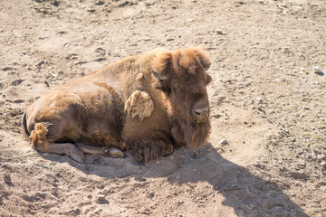 The European bison (Latin: Bison bonasus), also known as wisent. Huge animal having a rest on sandy...