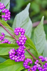 Purple berries of the Beautyberry plant (Callicarpa) in the fall