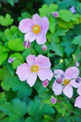 Pale pink Japanese anemone flower in bloom (Anemone hupehensis)
