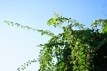 Fototapeta premium Prolific vine of the green baby kiwi fruit actinidia arguta