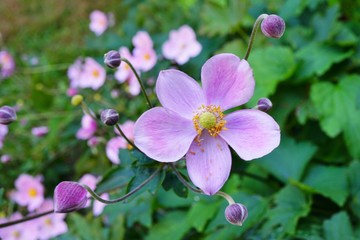Fototapeta na wymiar Pale pink Japanese anemone flower in bloom (Anemone hupehensis)
