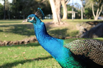 Fototapeta premium Peacock head