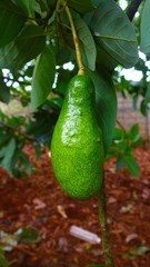 Avocado balls in the stem, green leaves 