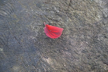 red leaf on asphalt