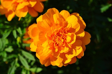 Yellow and orange marigold flowers (tagetes) in bloom