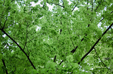 Summer forest on a sunny day. Bottom view. Raising your head up you can see a forest like this. Forest from bottom to top.
