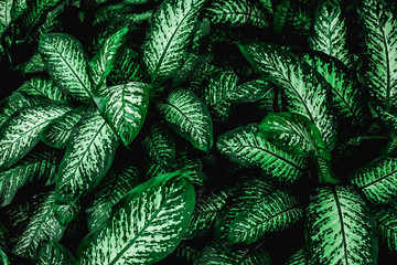 abstract green leaf texture, nature for  background, tropical leaf