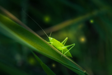 Macro of cute emerald green grasshoper in grass