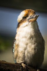 Portrait of the laughing kookaburra (Latin: Dacelo novaeguineae), a bird in the kingfisher subfamily Halcyoninae. A lovely bird with funny distinctive  loud laugh.