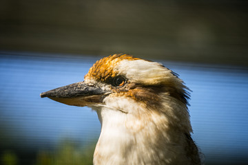 Portrait of the laughing kookaburra (Latin: Dacelo novaeguineae), a bird in the kingfisher subfamily Halcyoninae. A lovely bird with funny distinctive  loud laugh.
