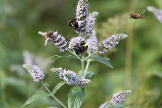 Rainy forest, greem pines, bees
