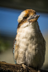 Portrait of the laughing kookaburra (Latin: Dacelo novaeguineae), a bird in the kingfisher subfamily Halcyoninae. A lovely bird with funny distinctive  loud laugh.