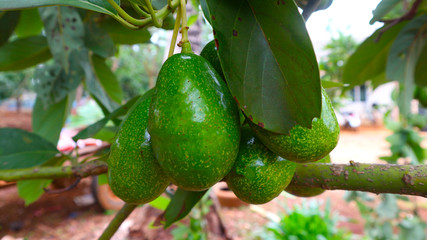 Avocado balls in the stem, green leaves 