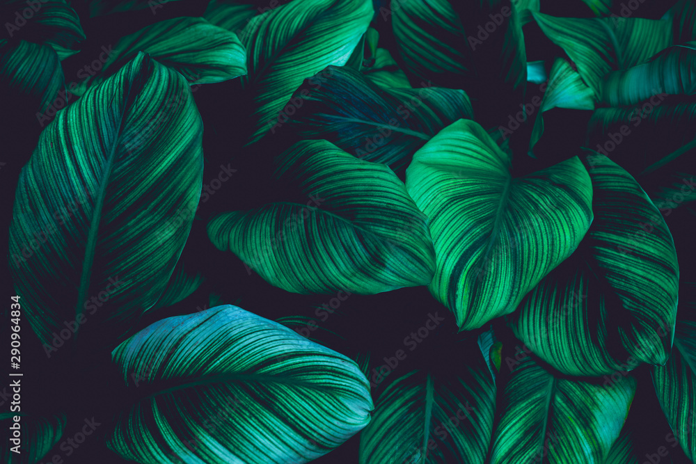 Wall mural leaves of Spathiphyllum cannifolium, abstract green texture, nature background, tropical leaf