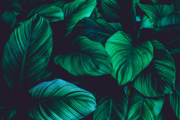 leaves of Spathiphyllum cannifolium, abstract green texture, nature background, tropical leaf