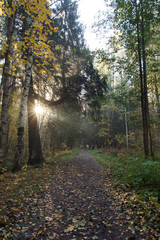 Obraz premium Morning landscape in the autumn park. Sun rays illuminate the path