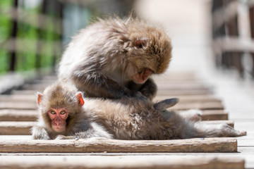 Close up of two japanese macaques grooming each other on a wooden catwalk, against a bokeh...