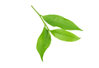 green tea leaf isolated on white background.