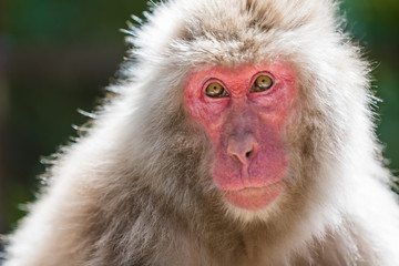 Fototapeta premium Close up of an adult male japanese macaque staring at the camera, against a green bokeh background