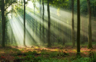 Foto op Plexiglas Beautiful morning in the forest © Piotr Krzeslak
