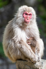 Close up of a female japanese macaque sitting on the brink of a rock and brest-feeding her baby, against a bokeh background