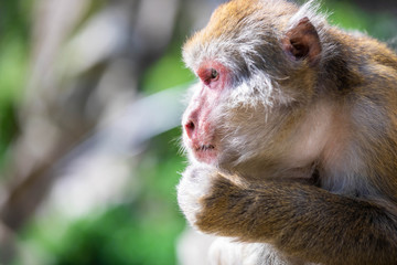 Close up of an old male japanese macaque looking warily sideways against a bokeh background
