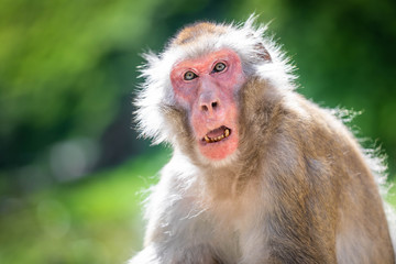 Close up of an old male japanese macaque staring at the camera and baring its teeth, against a green bokeh background