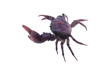 Crab (Field crab) Isolated on white background