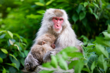 Close up of a female japanese macaque and her suckling baby at her breast, among green leaves