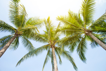 Naklejka na ściany i meble tropical palm leaf background, coconut palm trees perspective view
