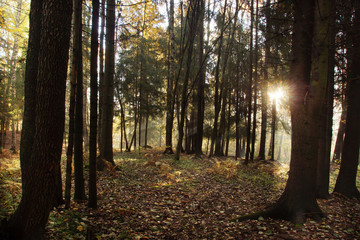 Fototapeta premium The morning sun in the forest emphasizes the beauty of nature and the Earth