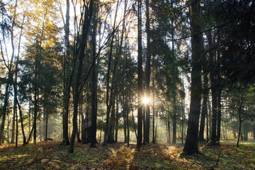 Beautiful fox landscape with sunbeams passing through the trees and illuminating autumn ferns
