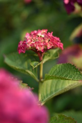 Rosa blühende Hortensie (Hydrangea)