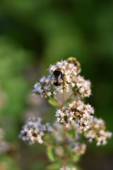 Blühender Oregano (Origanum vulgare) mit Insekt