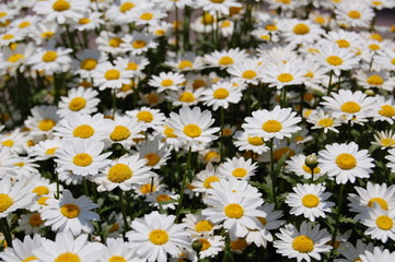 field of daisies